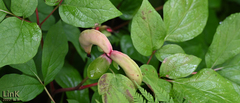 Paeonia lactiflora