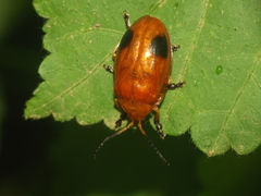 Oides palleata