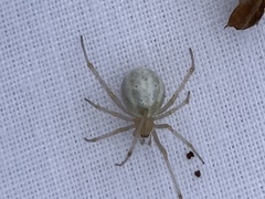 Enoplognatha ovata