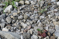 Cosmodela setosomalaris