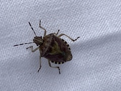 Dolycoris baccarum