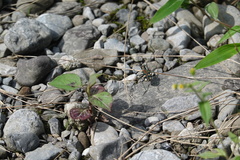 Cosmodela setosomalaris