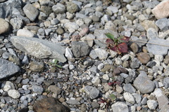 Cosmodela setosomalaris