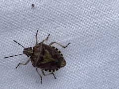 Dolycoris baccarum