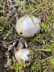Cortinarius camphoratus