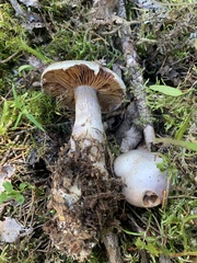Cortinarius camphoratus