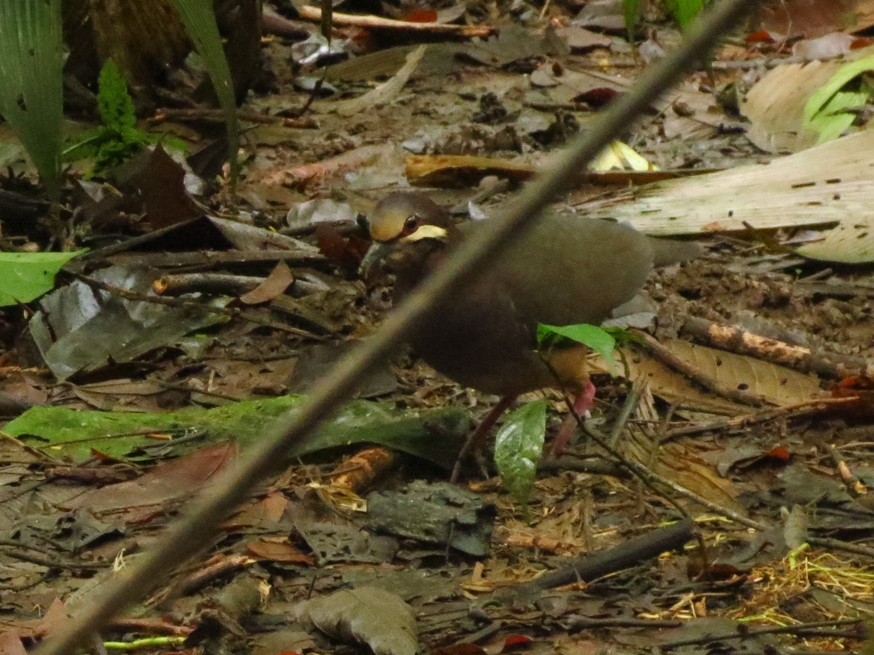 Olive-backed Quail-Dove (Leptotrygon veraguensis), photo 7