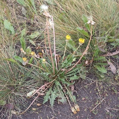 Taraxacum bessarabicum