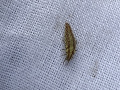Chrysoperla carnea