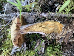 Cortinarius camphoratus