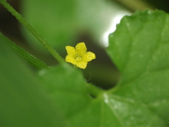 Cucumis maderaspatanus