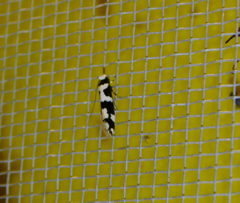 Neurothaumasia ankerella