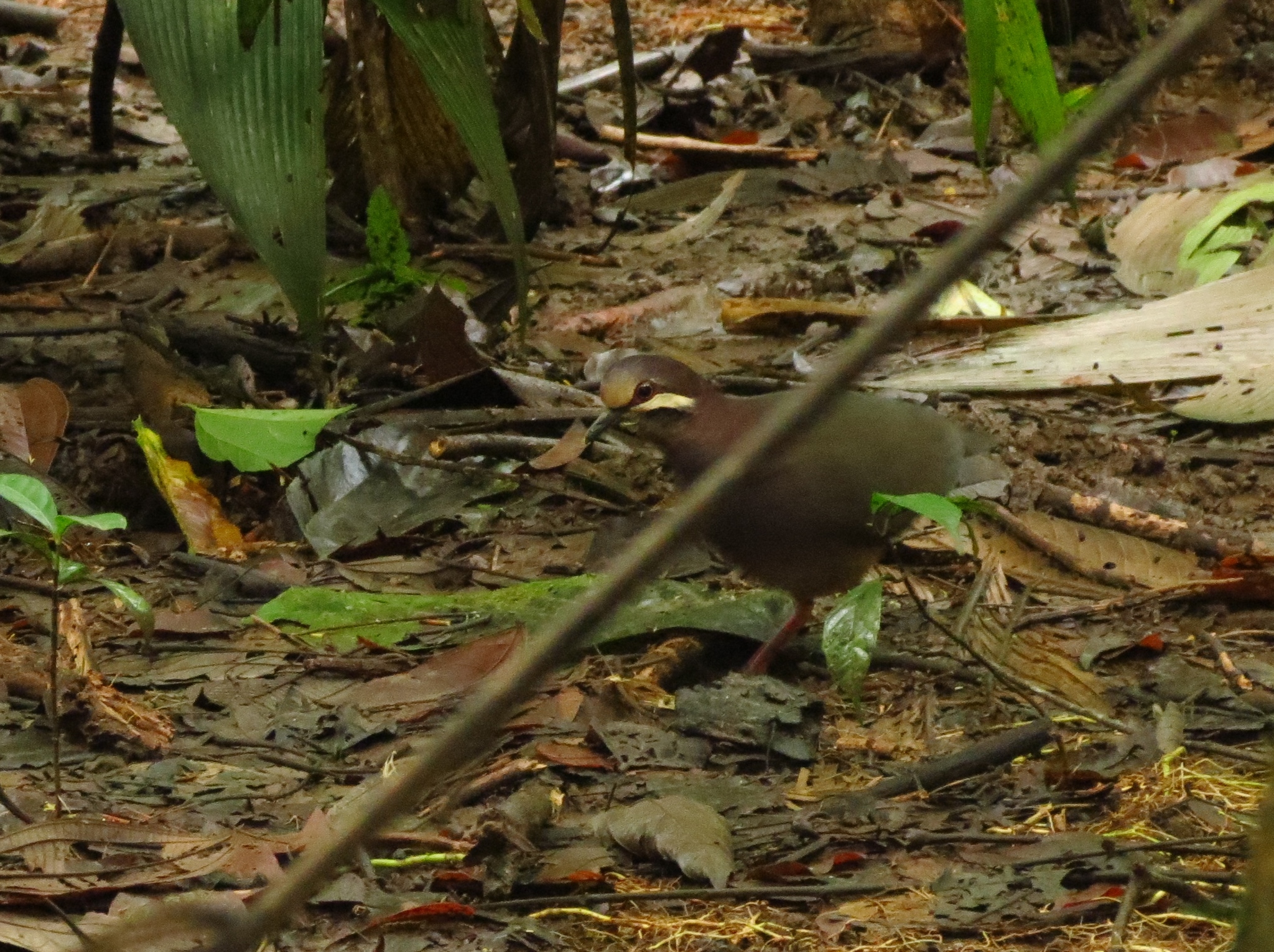 Olive-backed Quail-Dove (Leptotrygon veraguensis), photo 8