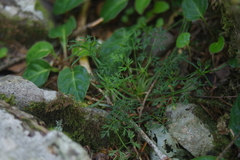 Chaerophyllum involucratum