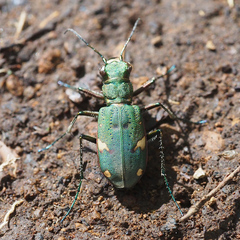 Cicindela japana