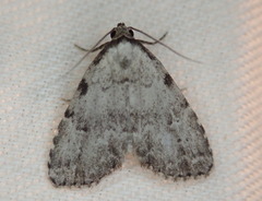 Dyspyralis puncticosta