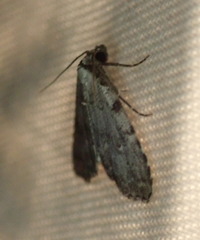 Dyspyralis puncticosta