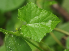 Cucumis maderaspatanus