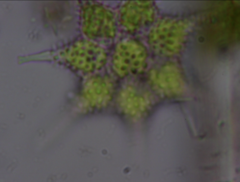 Monactinus simplex echinulatum