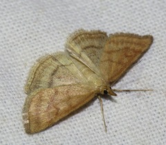 Psammotis pulveralis