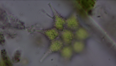 Monactinus simplex echinulatum