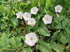 Convolvulus arvensis