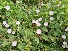Convolvulus arvensis