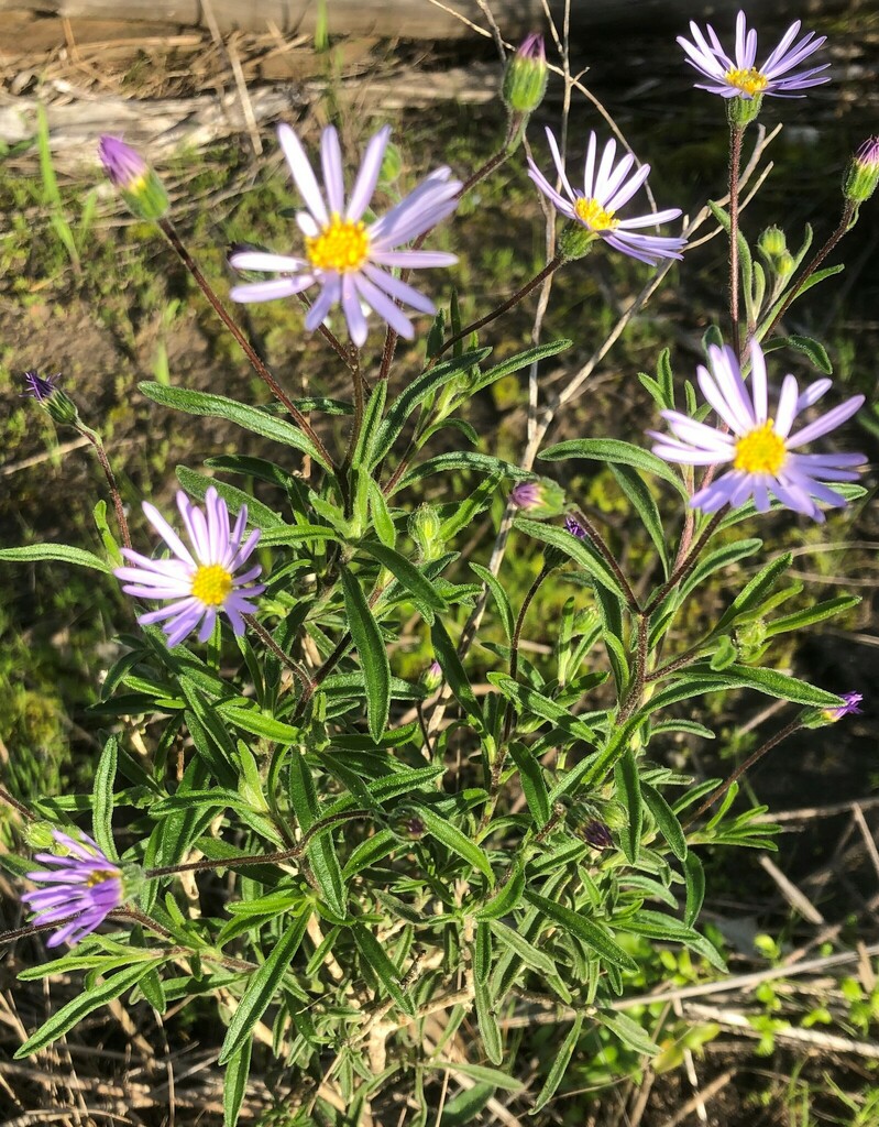 Deep Raspberry Daisies Rasp Daisy-bush from Coonalpyn SA 5265, Australia on August 9, 2022 at ...