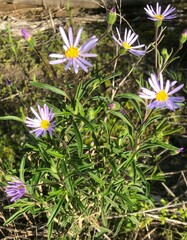 Olearia picridifolia
