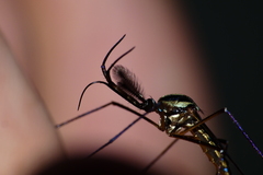 Toxorhynchites rutilus