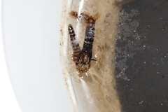 Toxorhynchites rutilus