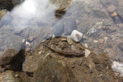 Triplophysa