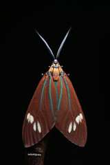 Cyclosia papilionaris