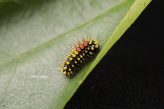 Cyclosia papilionaris