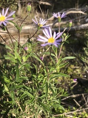 Olearia picridifolia