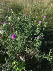 Cirsium vulgare