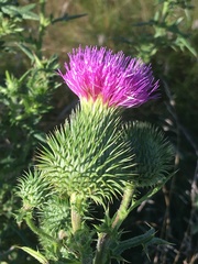 Cirsium vulgare