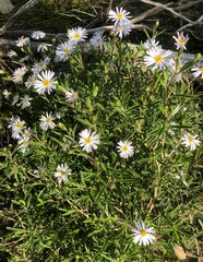 Olearia picridifolia