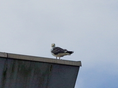 Larus marinus