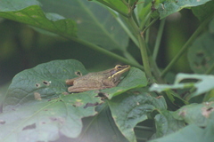 Chalcorana chalconota