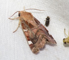 Cosmia diffinis