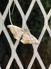 Hyposidra infixaria
