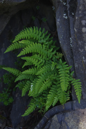Image of Woodsia polystichoides by (c) Cheng-Te Hsu, some rights reserved (CC BY)