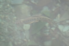 Opsariichthys evolans