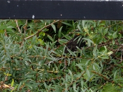 Turdus merula