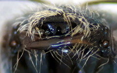 Halictus gemmeus