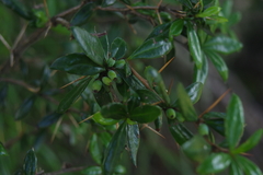Berberis nantoensis