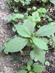 Achyranthes japonica