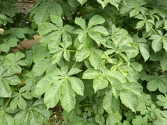 Aesculus hippocastanum