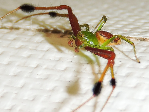 Parasynema cirripes